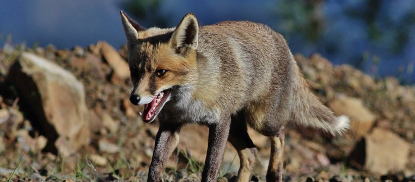 Αλεπού εναντίον τεράστιου σκορπιού!- Σκληρή μάχη μέχρι θανάτου... (βίντεο)